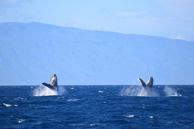 Whale Watching from Ma'alaea Harbor - When the Ocean Gets Rough, Safety and Realistic Expectations Win