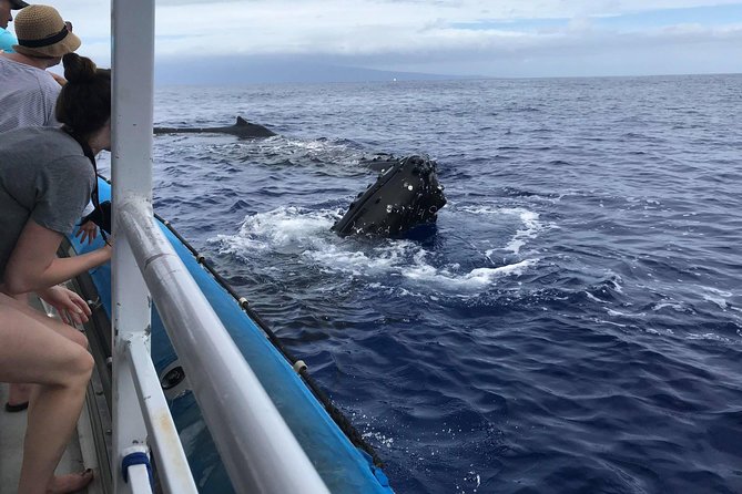Whale Watching from Ma'alaea Harbor - Price and Value: Does This Feel Worth It for Your Maui Week?