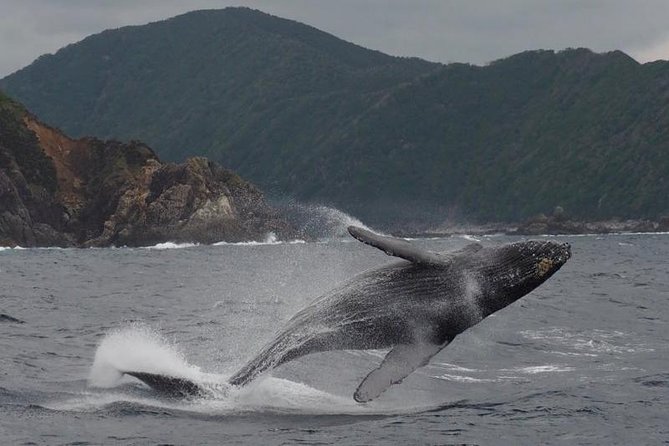Whale Watching from Ma'alaea Harbor - Who This Tour Is Best For (And Who Might Want Something Else)