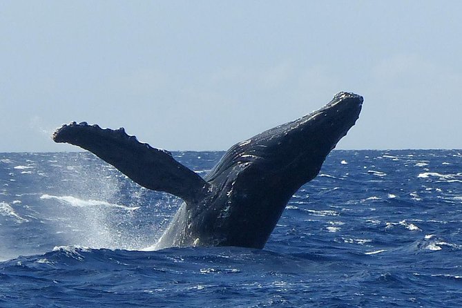 Whale Watching from Ma'alaea Harbor - Marine Naturalists, Whale Songs, and Why the Hydrophones Change Everything