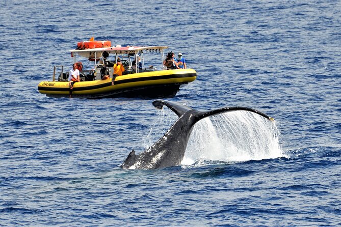 Whale Watching Maui: 2-Hour Small Group Raft Tour from Lahaina - Key things that make this whale watch worth your time
