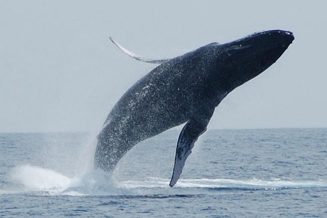 Whale Watching On The Big Island - Key highlights you’ll care about