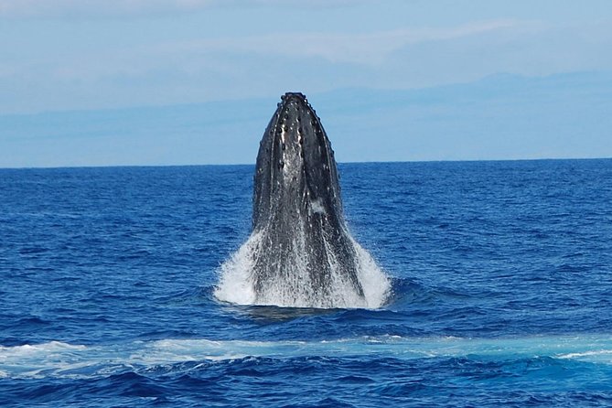 Whale Watching On The Big Island - Why humpback singing changes the whole experience