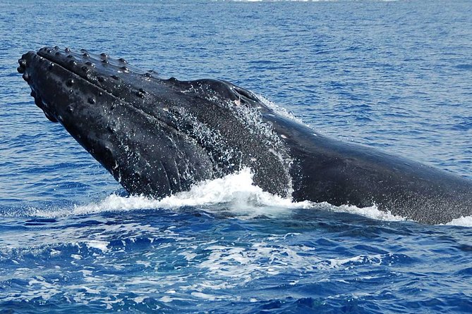 Whale Watching On The Big Island - What you get on board: snacks, water, and a real restroom