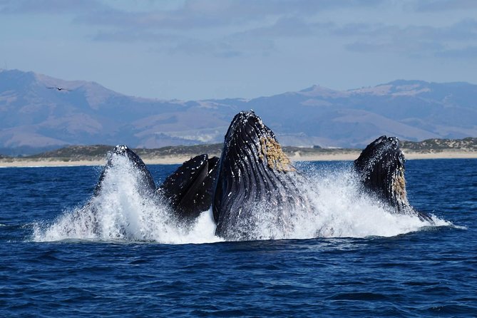 Whale Watching Tour - Getting Started at Fishermans Wharf, Parking Included