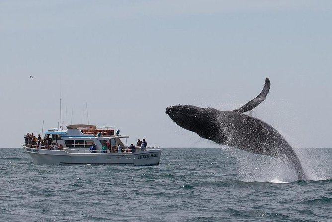 Whale Watching Tour - Stop at Fishermans Wharf Before You Go Out