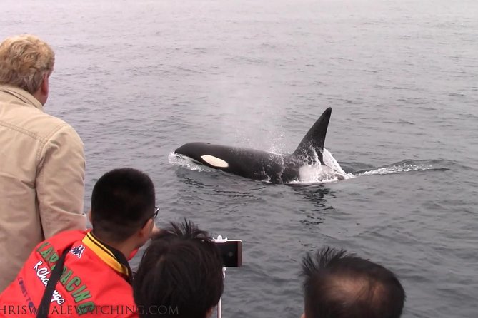 Whale Watching Tour - Price and Value for $62 in Monterey