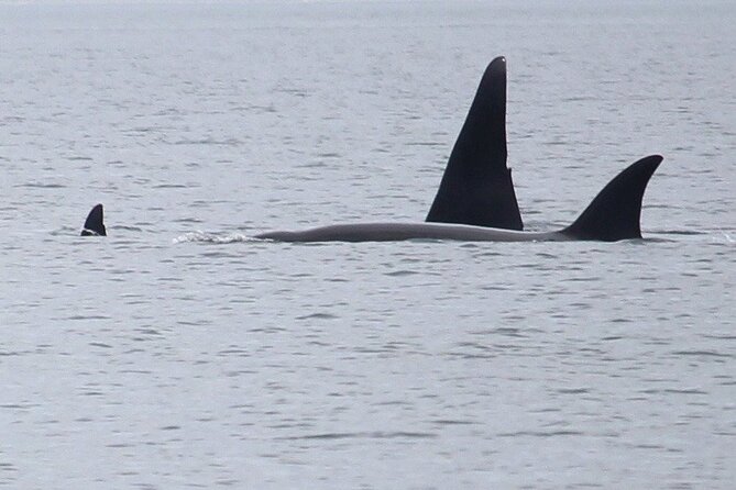 Whale Watching Tour from Anacortes - Key Points to Know Before You Go
