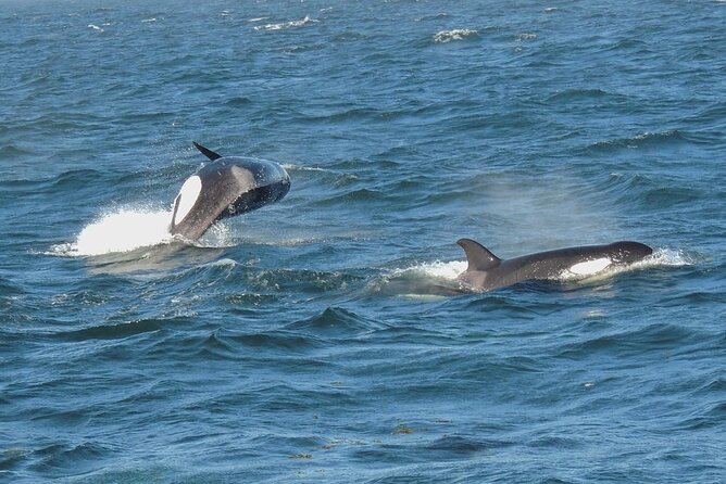 Whale Watching Tour from Anacortes - Anacortes Launch: Easy Start, Big-Sea Adventure