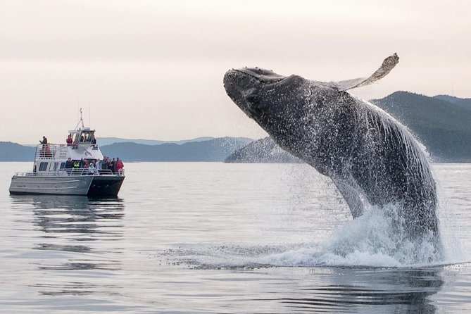 Whale Watching Tour from Anacortes - Cruising the San Juan and Canadian Gulf Islands