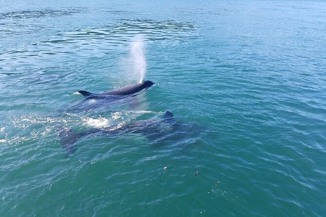 Whale Watching Tour from Anacortes - Blackfish Vessel Comfort: Fast Rides and Viewing Options