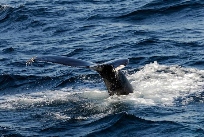 Whale Watching Tour in Gloucester - Key highlights you will care about