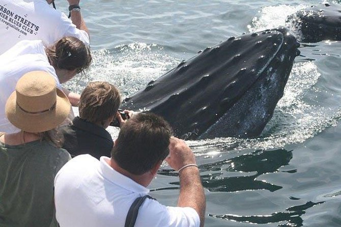 Whale Watching Tour in Gloucester - The Hurricane II: the “big and fast” whale platform