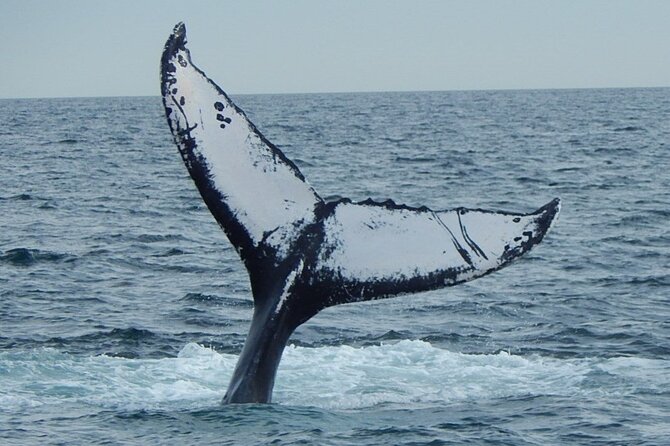 Whale Watching Tour in Gloucester - Where they search: Stellwagen Bank, plus day-to-day flexibility