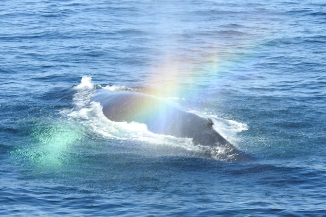 Whale Watching Tour in Gloucester - What you can expect to see in the wild