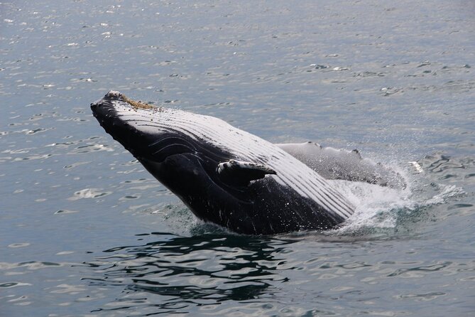 Whale Watching Tour in Gloucester - Sea conditions: late fall can be choppy