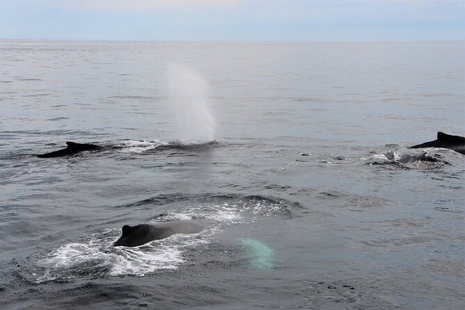 Whale Watching Tour in Gloucester - How the half-day timing works (and why it feels better)