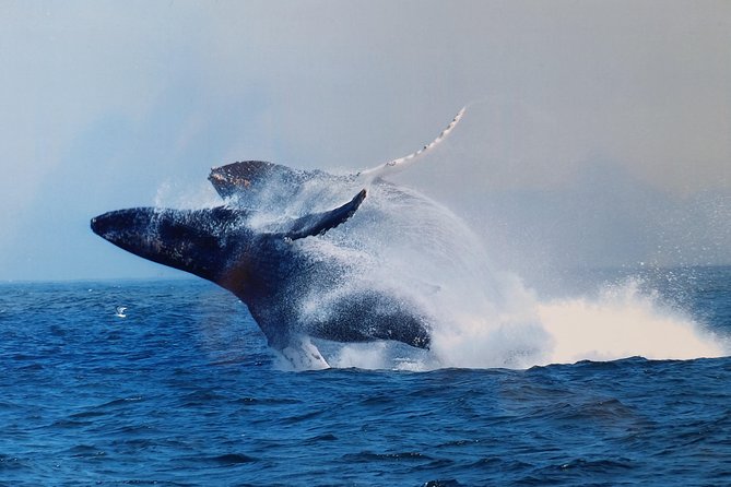 Whale Watching Tour - What the Captain Commentary Actually Adds