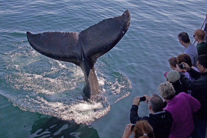 Whale Watching Trips to Stellwagen Bank Marine Sanctuary. Guaranteed sightings! - Key Things I’d Prioritize On This Cruise