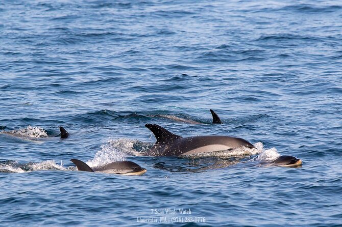 Whale Watching Trips to Stellwagen Bank Marine Sanctuary. Guaranteed sightings! - Gloucester Whale Watching Off Stellwagen Bank, Where the Action Is Supposed to Be
