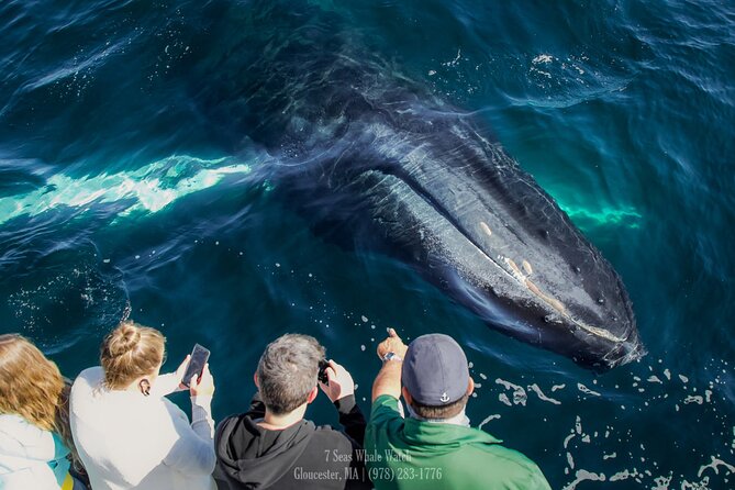 Whale Watching Trips to Stellwagen Bank Marine Sanctuary. Guaranteed sightings! - Timing and the Overall Flow, 3.5 to 4 Hours That Actually Packs In Value