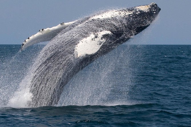 Whale Watching Trips to Stellwagen Bank Marine Sanctuary. Guaranteed sightings! - From the Dock to the Whale Zone, How the Captain’s Decisions Show Up