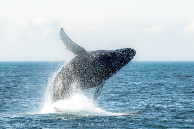 Whale Watching Trips to Stellwagen Bank Marine Sanctuary. Guaranteed sightings! - Booking the Right Seat, Dress for Wind, and Manage Motion Sickness