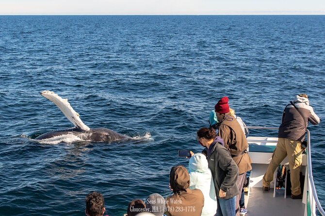 Whale Watching Trips to Stellwagen Bank Marine Sanctuary. Guaranteed sightings! - What the Crew and Naturalists Do That Makes Sightings Better