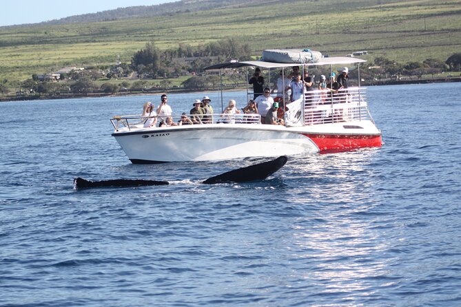 WHALES GUARANTEED Maui Whale Watching Makai Adventures - A Fast, Small-Group Boat Built for Close Whale Time