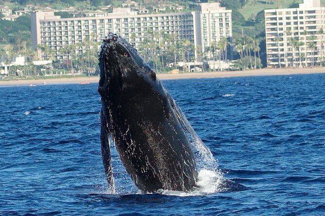 WHALES GUARANTEED Maui Whale Watching Makai Adventures - Price and Value at About $97.41 per Person