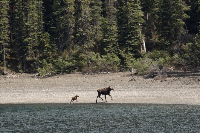 Wild Adventure Yukon Tour into Canada including City and Summit - Emerald Lake and Carcross Desert: When the Yukon Turns Up the Color