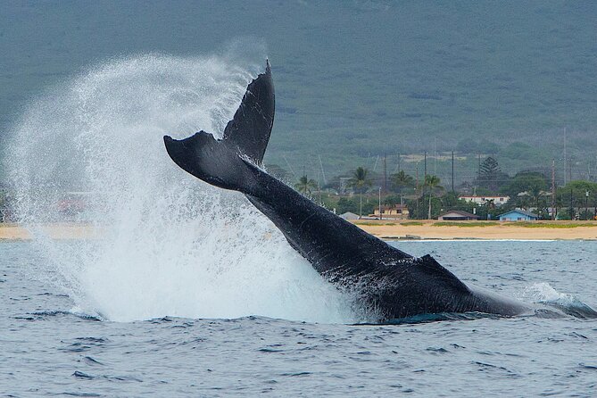 Wild Dolphin Watching and Snorkel Safari Off West Coast of Oahu - The Boat Experience: A 32-Foot USCG Vessel With Real Room to Breathe