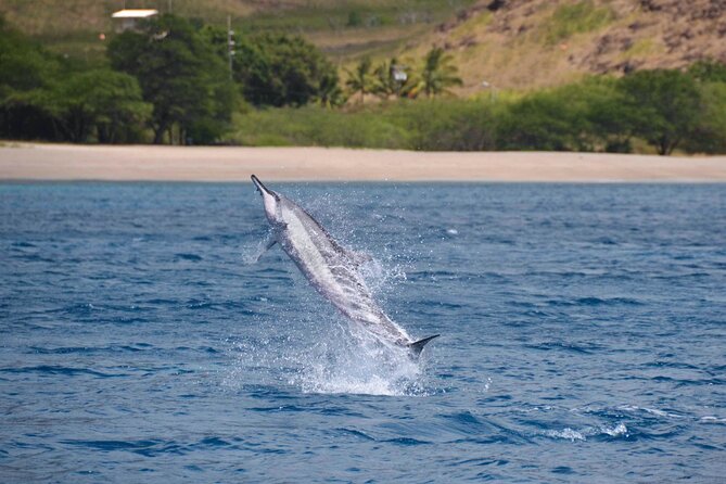 Wild Dolphin Watching and Snorkel Safari Off West Coast of Oahu - How the Crew Makes Wildlife Viewing Feel Thoughtful, Not Random