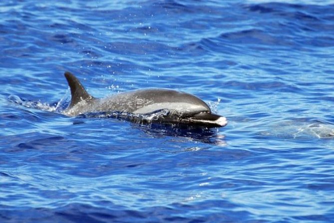 Wild Dolphin Watching and Snorkel Safari Off West Coast of Oahu - Snorkeling With Included Gear: Fins On, Reef Time Scheduled