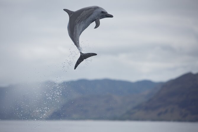 Wild Dolphin Watching and Snorkel Safari Off West Coast of Oahu - The 3-Hour Flow: What Happens From Harbor to Water to Return