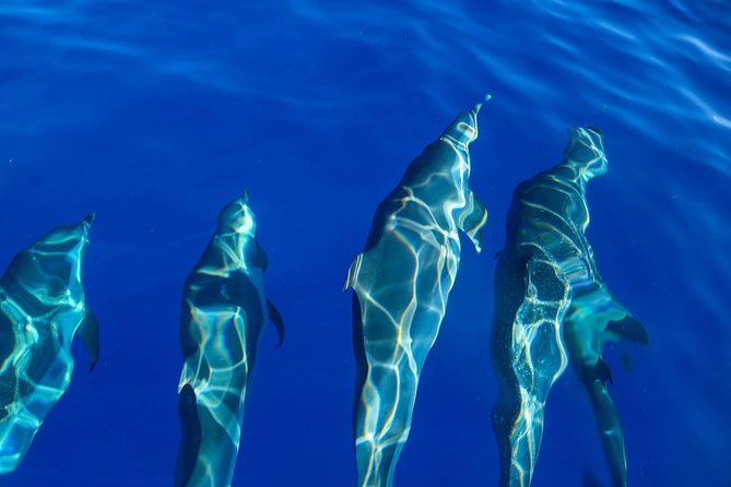 Wild Dolphin Watching and Snorkel Safari Off West Coast of Oahu - Food, Drinks, and the Little Comfort Wins