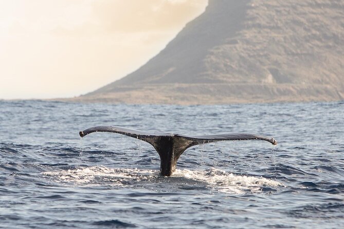Wild Dolphin Watching and Snorkel Safari Off West Coast of Oahu - Pickup and Timing: What You Need to Know Before Booking