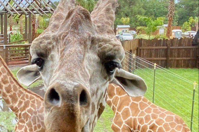 Wild Florida Drive-Thru Safari and Gator Park Admission - The alligator pond and the SNAP program angle