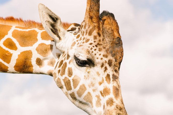 Wild Florida Drive-Thru Safari and Gator Park Admission - Giraffe feeding on the elevated platform, worth it if you want the extra moment