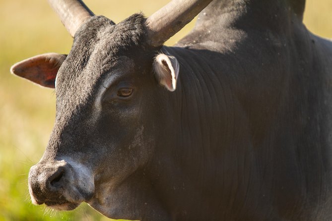 Wild Florida Drive-Thru Safari and Gator Park Admission - Gator Park admission included, what you get beyond the drive-thru