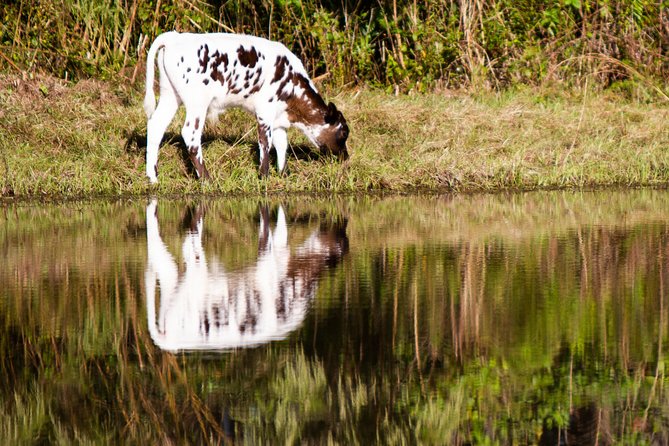 Wild Florida Drive-Thru Safari and Gator Park Admission - Timing your visit from Orlando, and how long to set aside