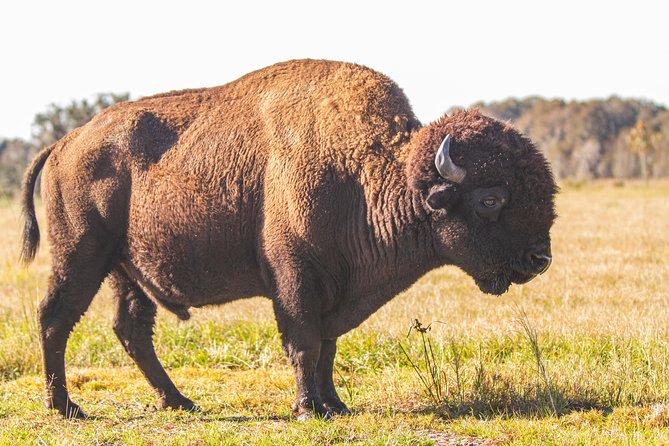 Wild Florida Drive-Thru Safari and Gator Park Admission - Price and value: what $35 per person buys you