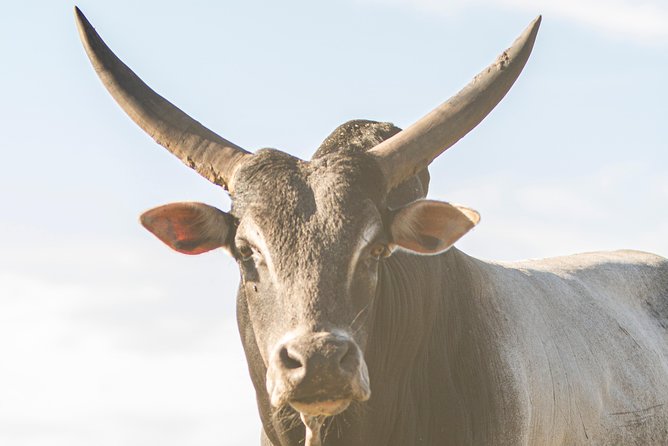 Wild Florida Drive-Thru Safari and Gator Park Admission - Who this drive-thru safari fits best