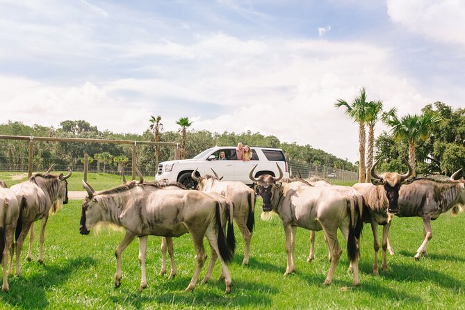 Wild Florida Drive-Thru Safari and Gator Park Admission - What you will actually see on the Wild Florida animal drive