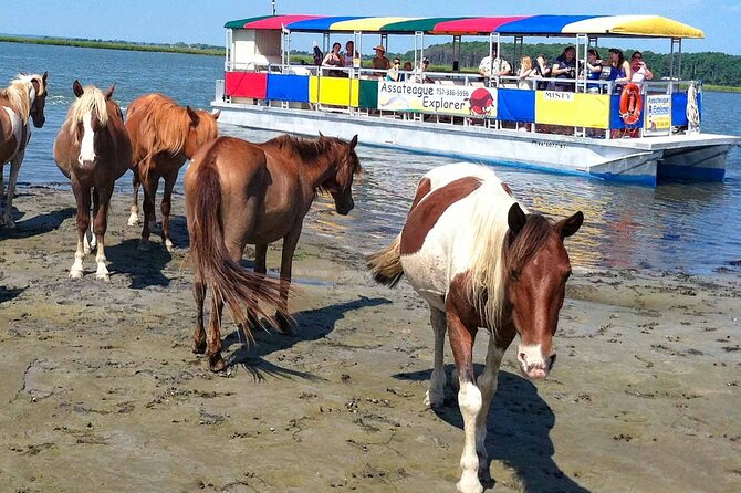 Wild Pony Watching Boat Tour from Chincoteague to Assateague - Quick hits before you board this pony cruise