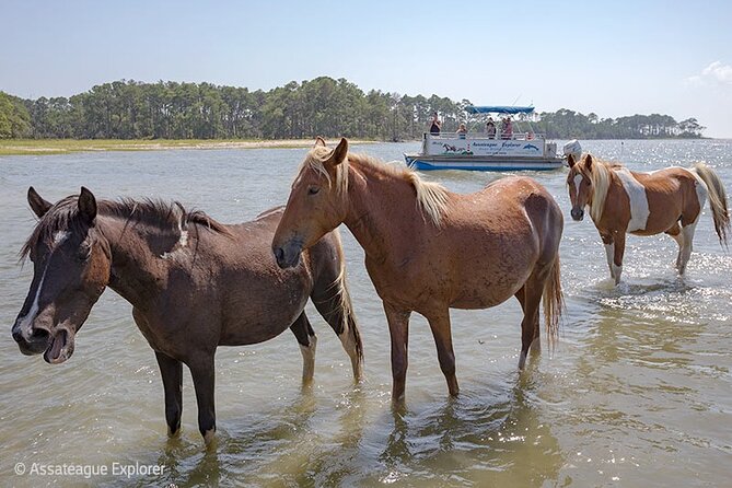 Wild Pony Watching Boat Tour from Chincoteague to Assateague - Comfort and views: the pontoon reality check