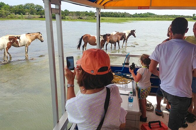 Wild Pony Watching Boat Tour from Chincoteague to Assateague - Price and value: is $59 worth it?