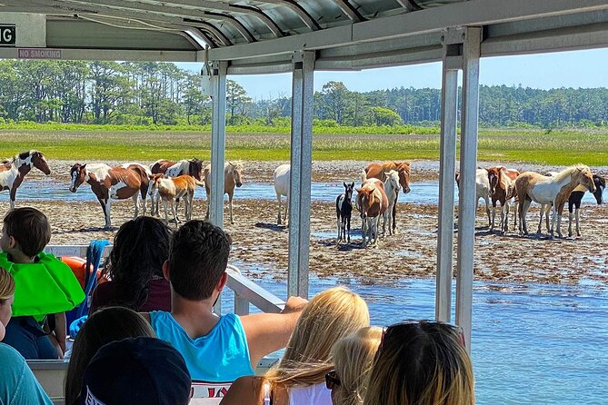 Wild Pony Watching Boat Tour from Chincoteague to Assateague - The core plan: how the two stops work in real life