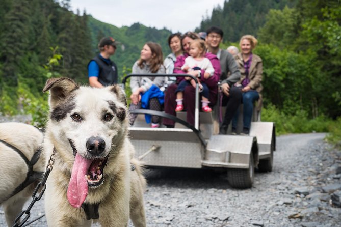 Wilderness Dog Sled Ride and Tour in Seward - Key Highlights You Should Not Rush