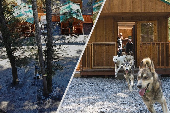 Wilderness Dog Sled Ride and Tour in Seward - Timing, Group Size, and How to Plan Your Seward Day